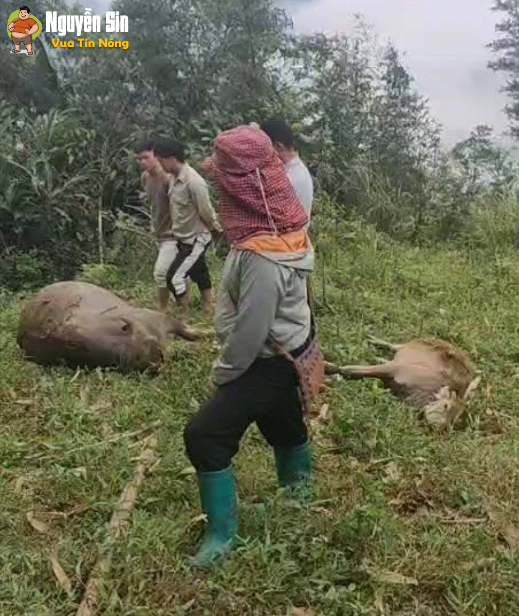 4 con trâu bị sét đ:ánh tại Tả Tòng Sành, Bát Xát