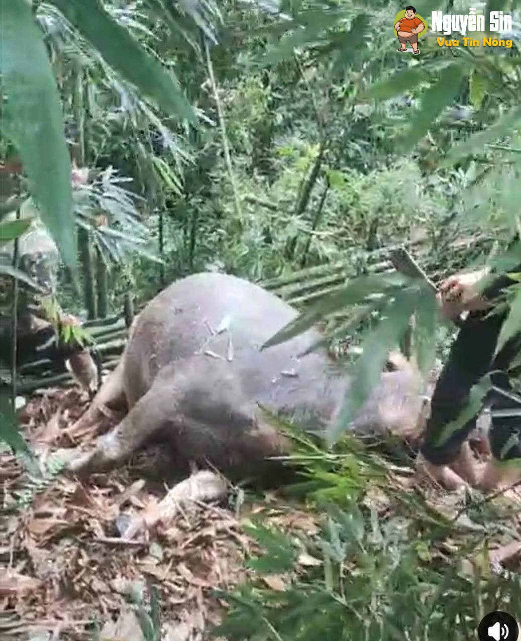 4 con trâu bị sét đ:ánh tại Tả Tòng Sành, Bát Xát