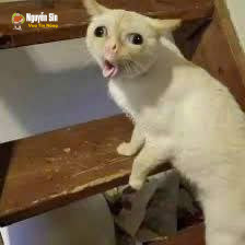 BLHĐ ở Quế Xuân, Quảng Nam: nghe bảo nguyên nhân là nói sáu (6) à :))