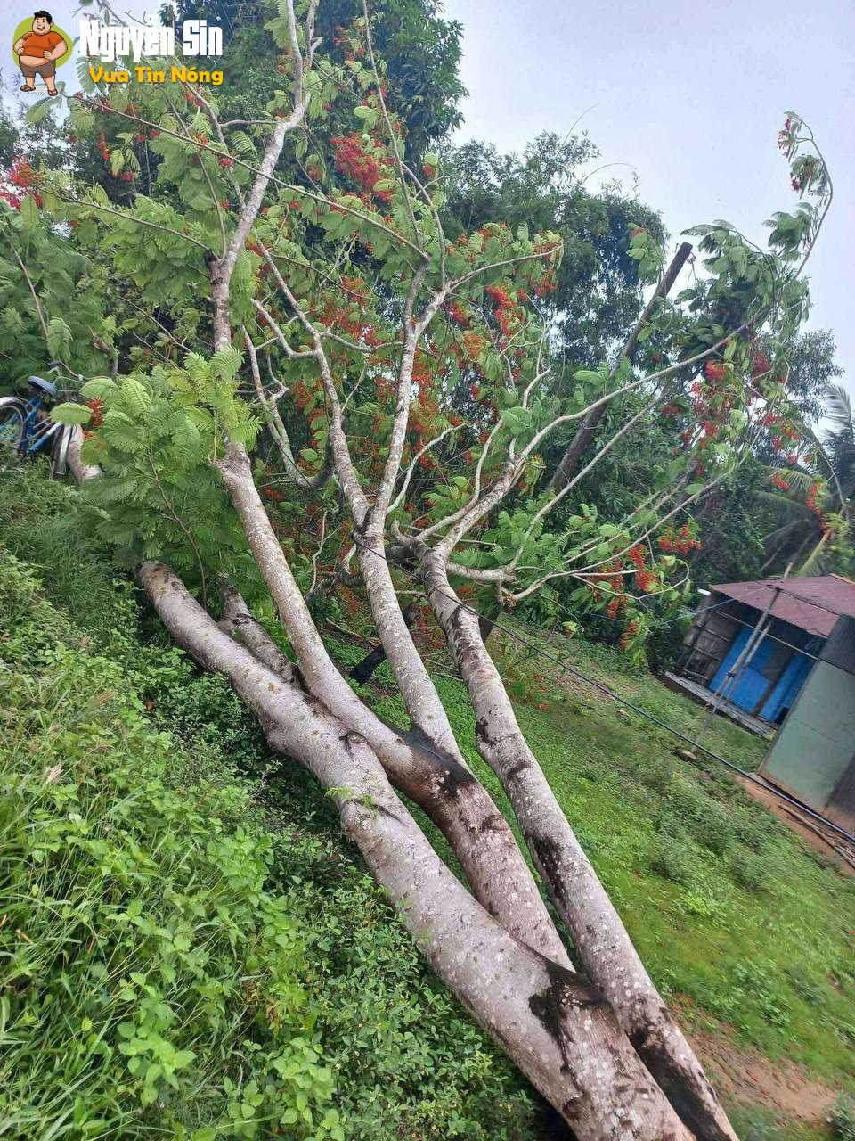 Cây đổ sà dây điện vướng xe máy.. điện giật.. thương tâm xảy ra trên địa bàn xã Lưu Nghiệp Anh, huyện Trà Cú, Trà Vinh