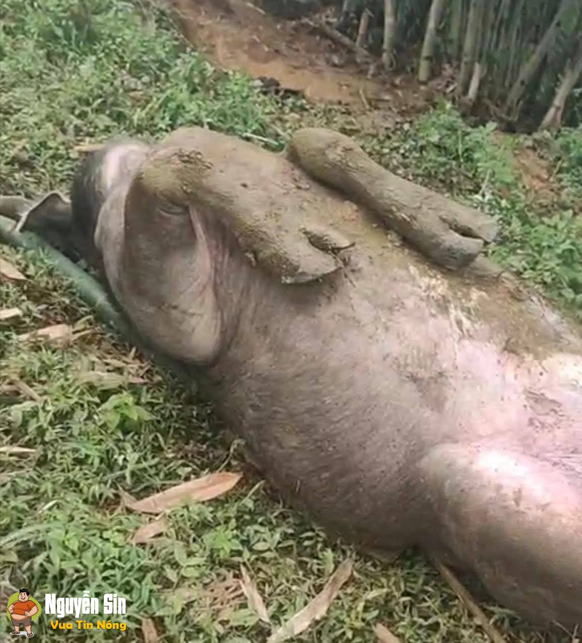 4 con trâu bị sét đ:ánh tại Tả Tòng Sành, Bát Xát