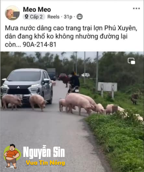 Phú Xuyên – Hà Nội, bà con đã khổ rồi vậy mà tài xế ô tô không nhường đường mà còn cố tình đi qua đàn lợn