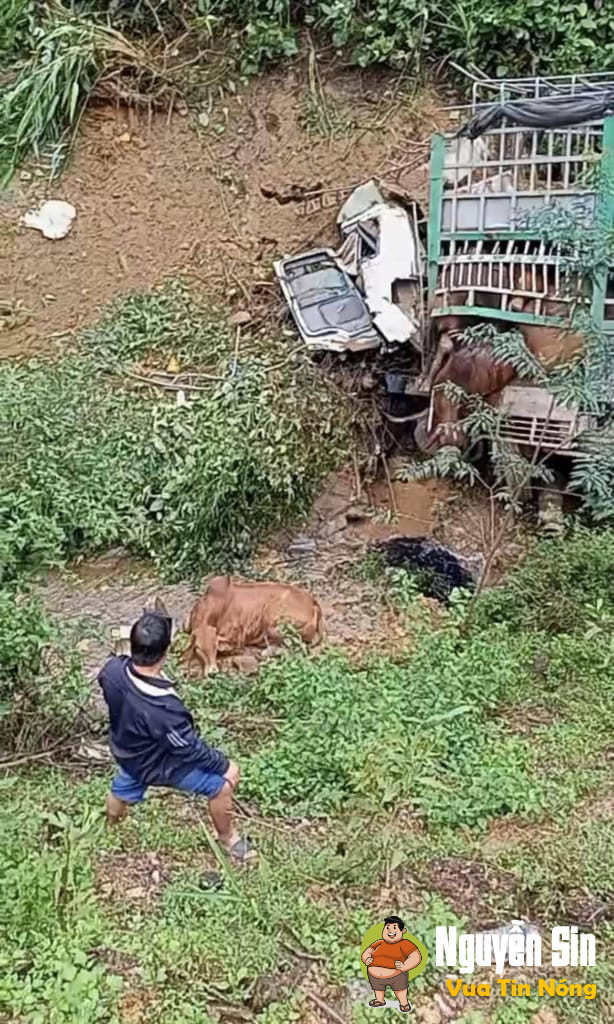 Quảng Bình: Lái xe chở bò bị tai nạn Tuvong. Thithe được người thân gọi xe cấp cứu chở về nhà. Đi được một đoạn, xe cấp cứu lại tiếp tục tông vào xe tải chở bò