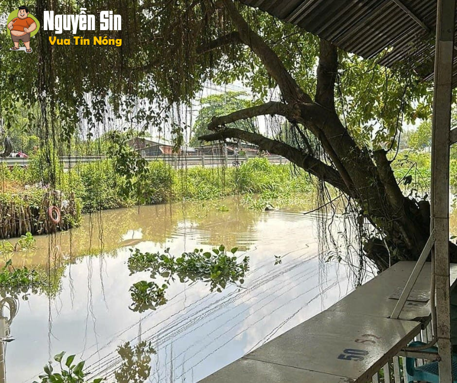 Cầu Gò Dầu – Tây Ninh: Đag ngồi cf thì phát hiện shark trôi tới 
