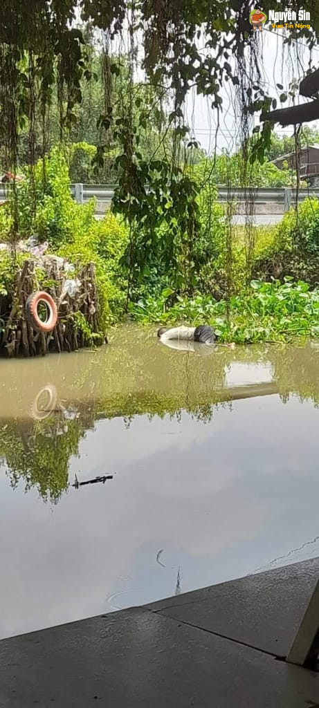Cầu Gò Dầu – Tây Ninh: Đag ngồi cf thì phát hiện shark trôi tới 