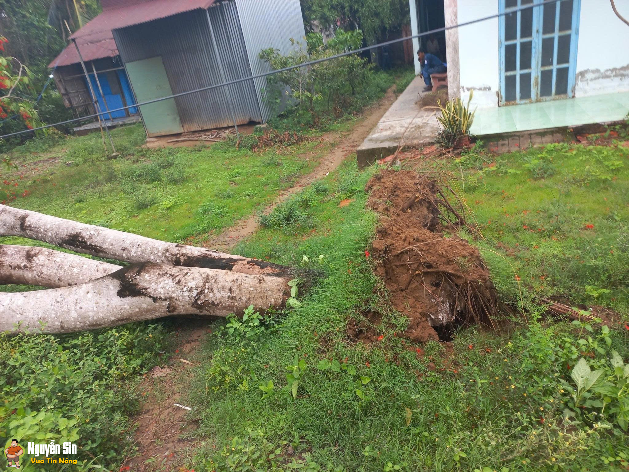Trà Cú Trà Vinh: Cây phượng bật gốc kéo theo dây điện, sự việc khiến 2 người gặp nạn đáng tiếc…