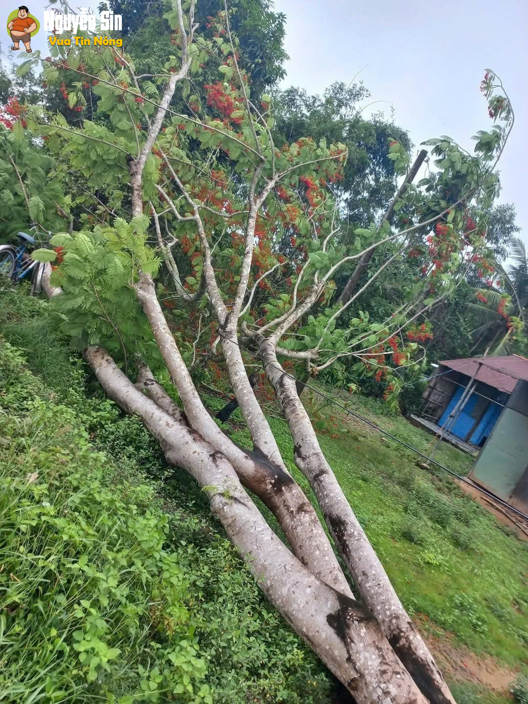 Trà Cú Trà Vinh: Cây phượng bật gốc kéo theo dây điện, sự việc khiến 2 người gặp nạn đáng tiếc…
