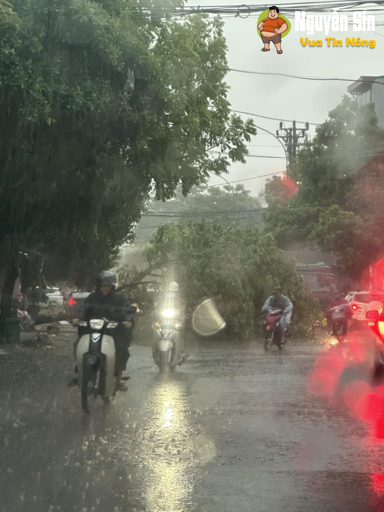 Thanh Hoá: Siêu bão Yagi còn chưa vào nhưng tối qua 1 thanh niên đi xe máy đã bị cây xanh bật gốc đổ xuống đường đè trúng
