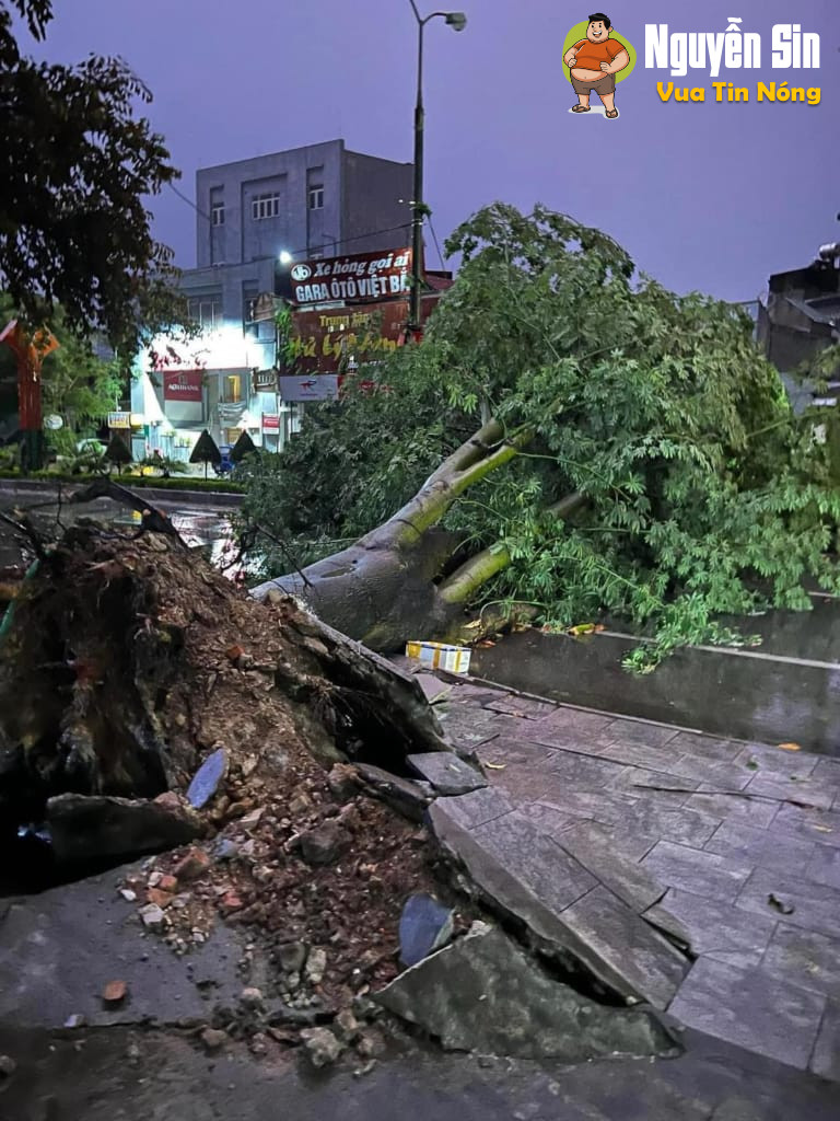 Thanh Hoá: Siêu bão Yagi còn chưa vào nhưng tối qua 1 thanh niên đi xe máy đã bị cây xanh bật gốc đổ xuống đường đè trúng