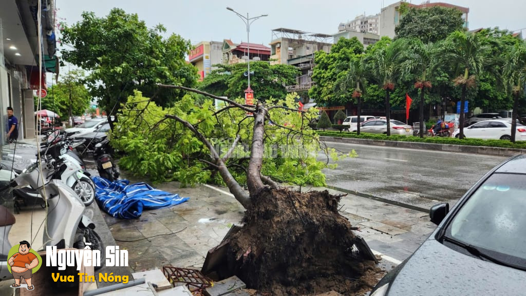 Thanh Hoá: Siêu bão Yagi còn chưa vào nhưng tối qua 1 thanh niên đi xe máy đã bị cây xanh bật gốc đổ xuống đường đè trúng