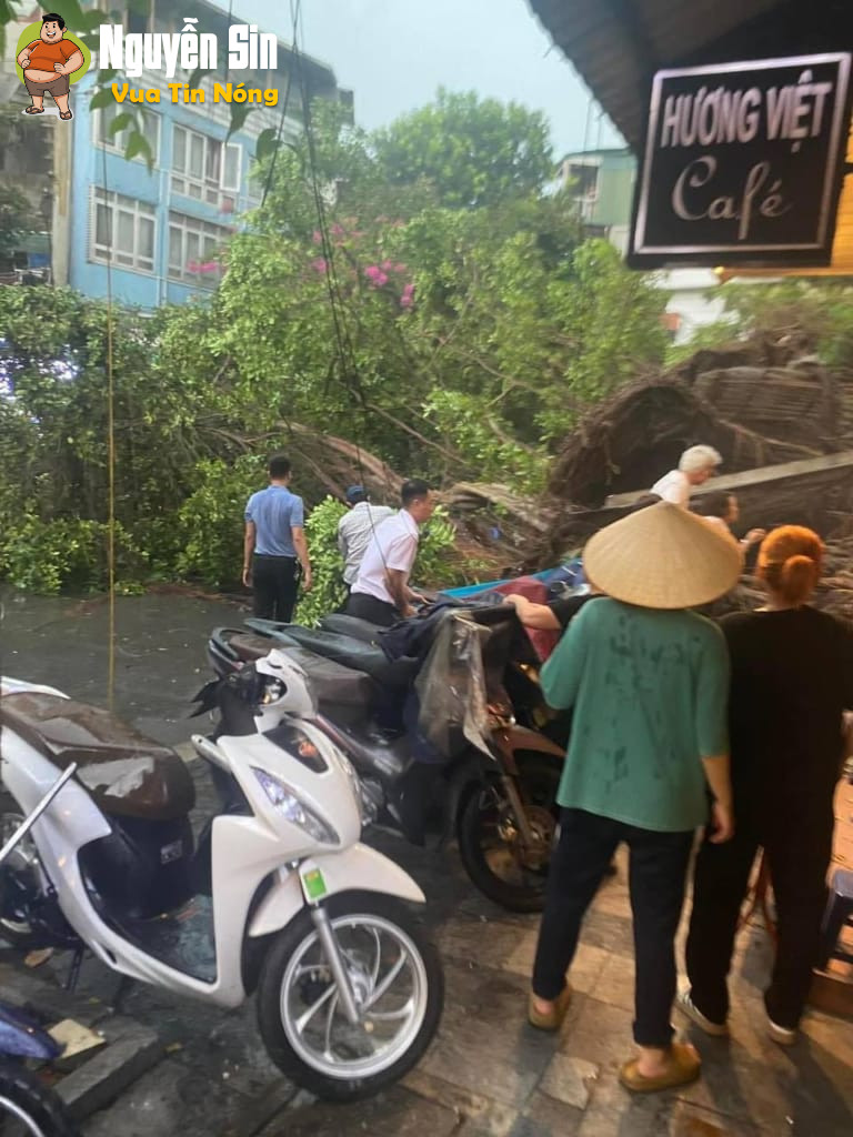 Linh Đàm – Hà Nội, 2 người đi đường bị cây đổ đ::è đang tìm người thân