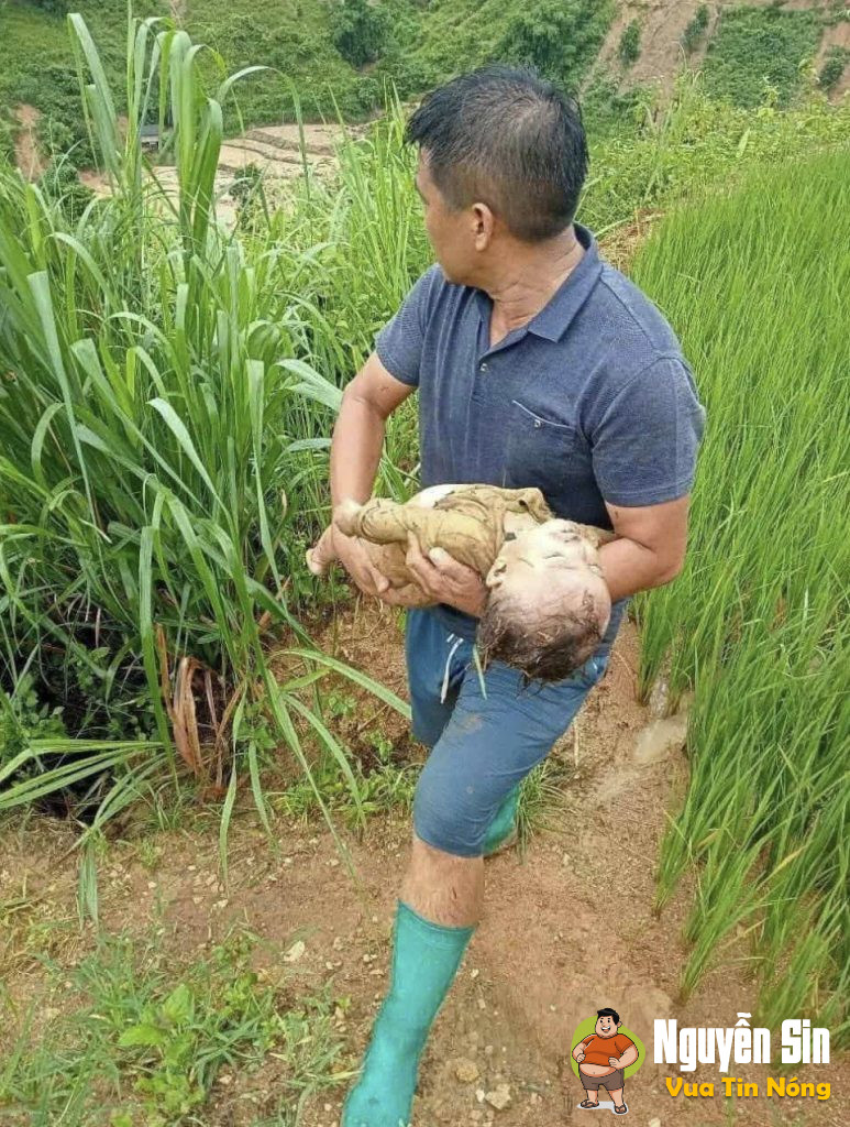 Người bố