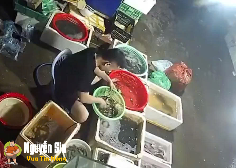 Mỹ Hào, Hưng Yên: đ@ng i nhặt tôm tý thì