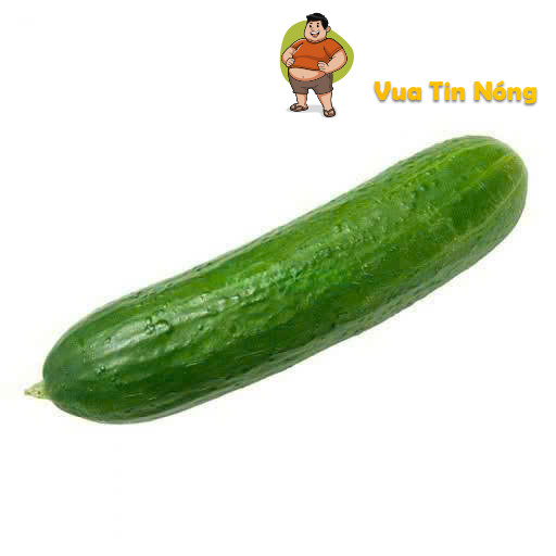 Quả dưa khổ nhất thế giới…