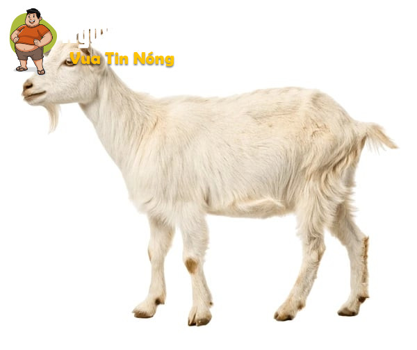 Con dê khổ nhất lịch sử