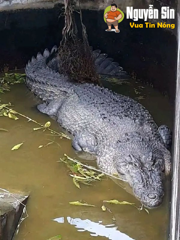 Hiện trường vụ Nhà nghiên cứu nữ bị cá sấu nuôi làm thú cưng zie’t che’t tại trang trại