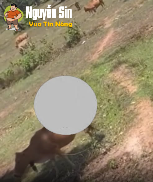 con bò khổ nhất lịch sử