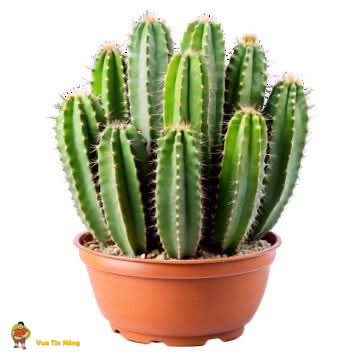 Cây xương rồng khổ nhất lịch sử. Cân nhắc khi xem Cây xương rồng khổ nhất lịch sử. Cân nhắc khi xem