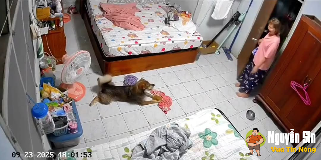 Chó phản chủ à?
