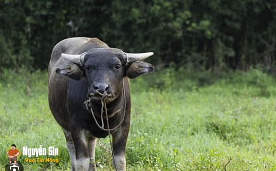con trâu khổ nhất thế giới