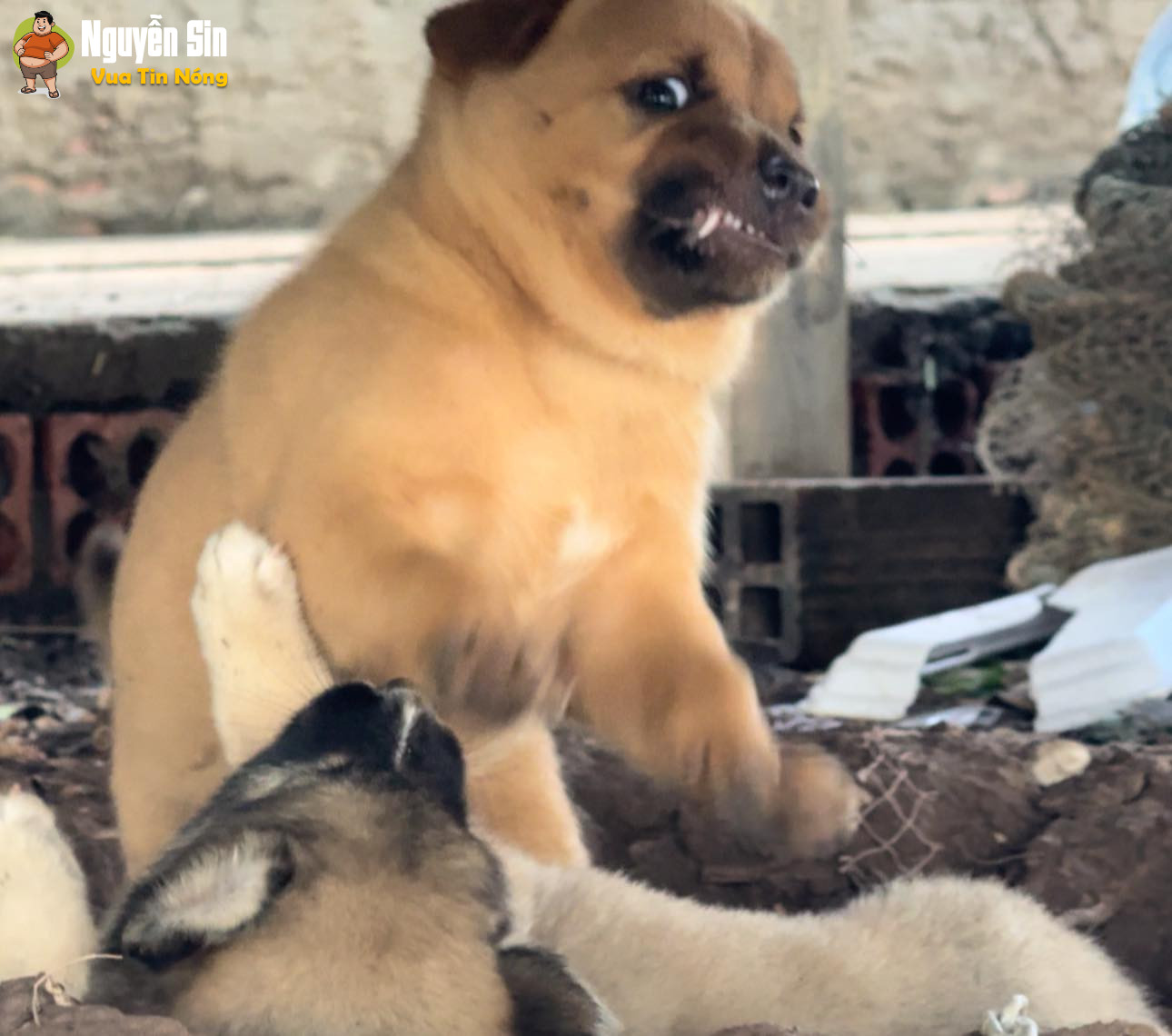 mới sáng sớm mà bị nó nhìn ntn….