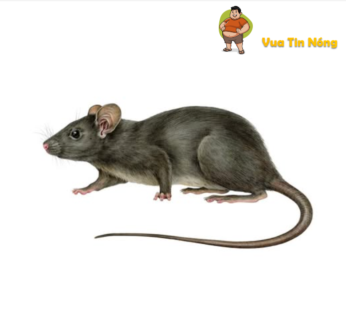 Sao có thể mukbang