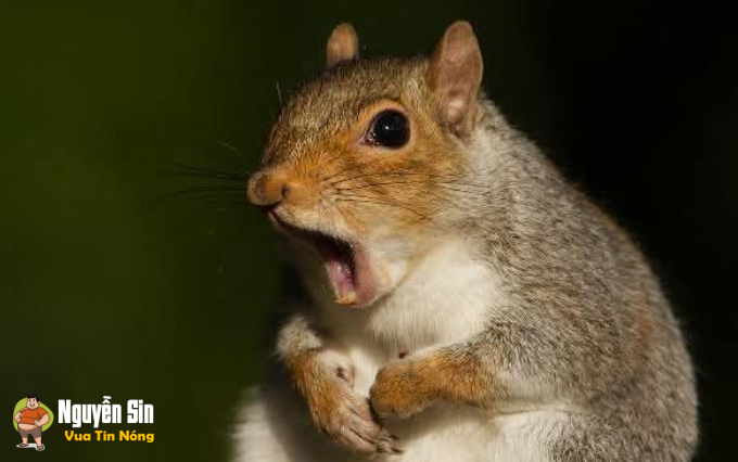 Lọ vương đế tôn lọ luôn trong hầm chui ở bến buýt Nhổn.